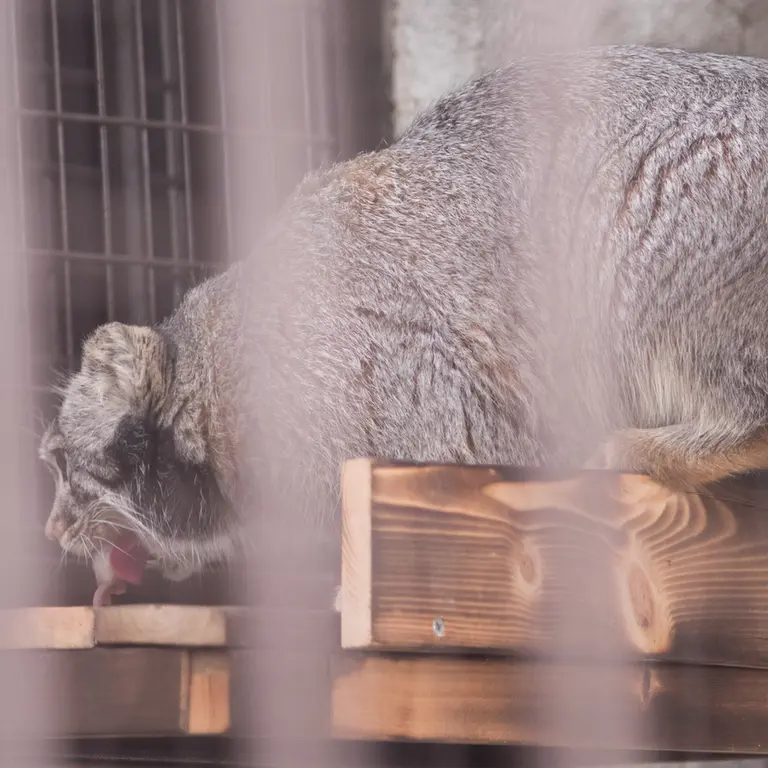 A photograph of Figa in Nogeyama Zoo