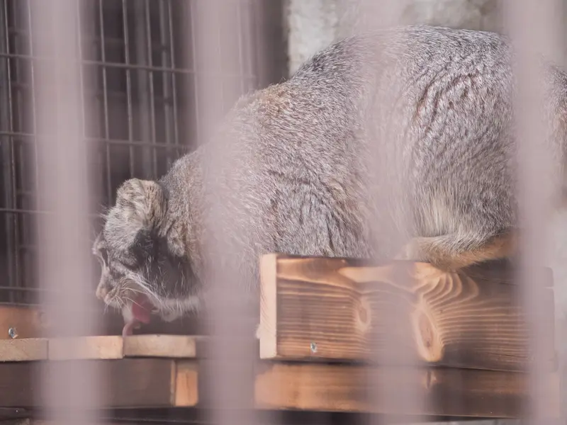 A photograph of Figa in Nogeyama Zoo