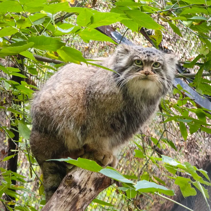 A photograph of Zosya in Novosibirsk Zoo