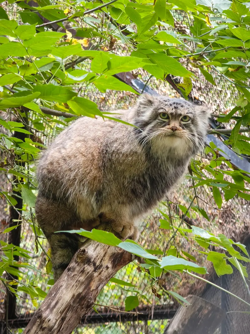 A photograph of Zosya in Novosibirsk Zoo