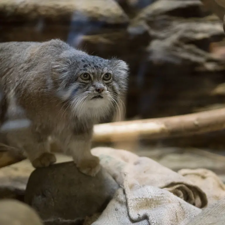 A photograph of Klyon in Ueno Zoological Gardens