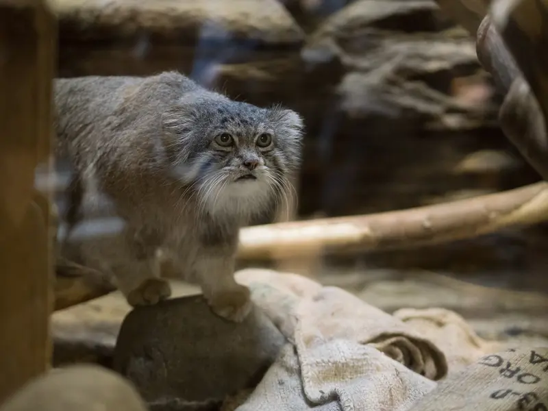 A photograph of Klyon in Ueno Zoological Gardens