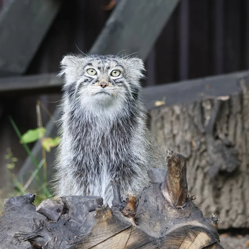 A photograph of Timofey in Moscow zoo