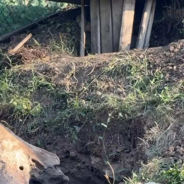 A photograph of a Pallas's cat in Yerevan Zoo