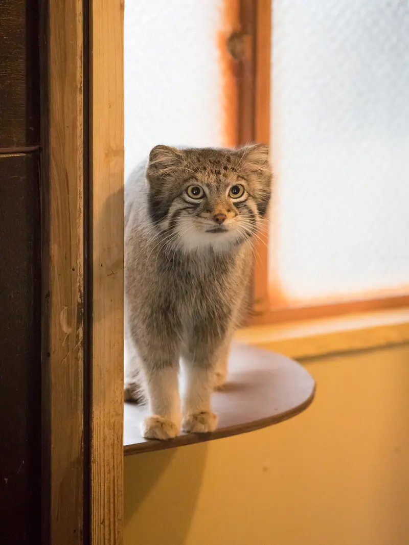 A photograph of Oto in Saitama Children's Zoo