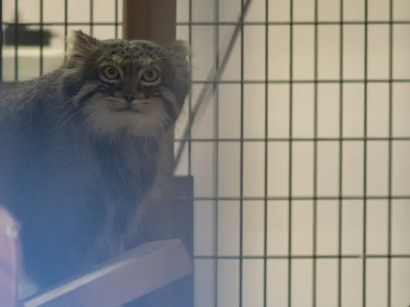 A photograph of Figa in Nogeyama Zoo