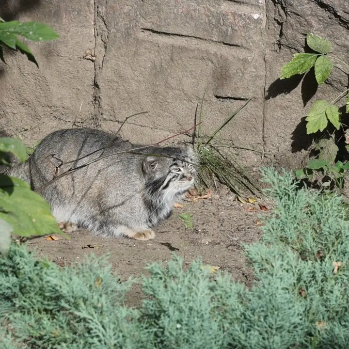 A photograph of a Pallas's cat in Moscow zoo