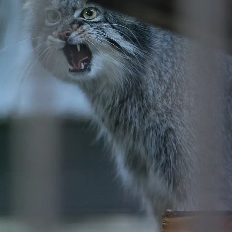 A photograph of Figa in Nogeyama Zoo