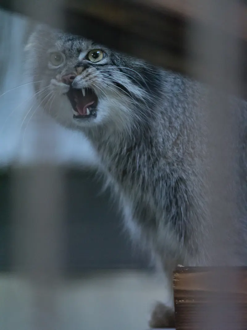 A photograph of Figa in Nogeyama Zoo