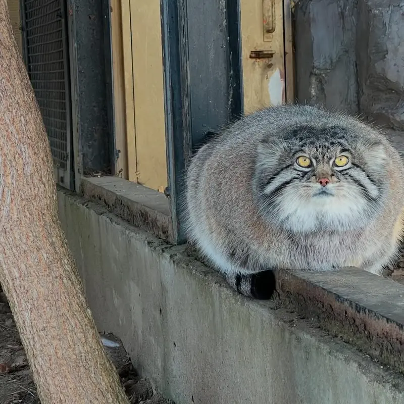 A photograph of a Pallas's cat
