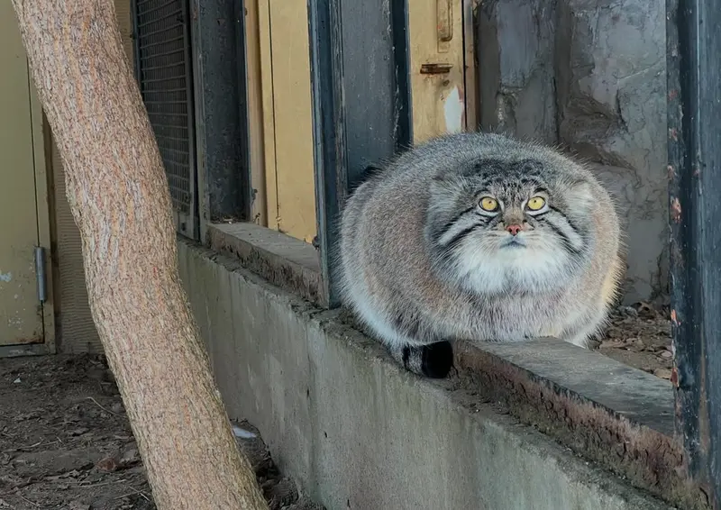 A photograph of a Pallas's cat