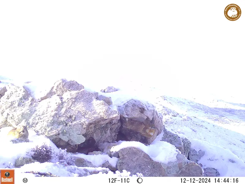 A photograph of Pika from Besshoky 1 camera trap