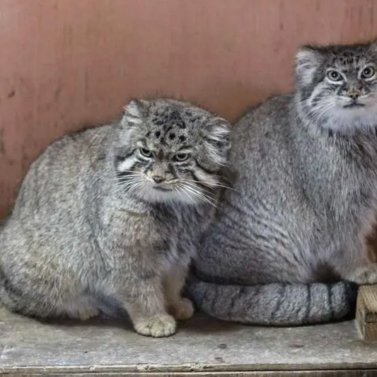 A photograph of Sebastian and Marie in Saitama Children's Zoo