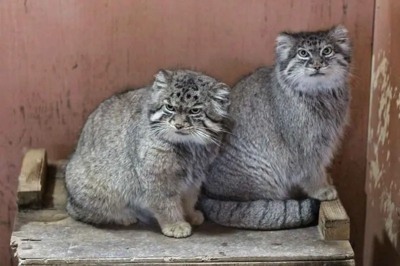 A photograph of Sebastian and Marie in Saitama Children's Zoo