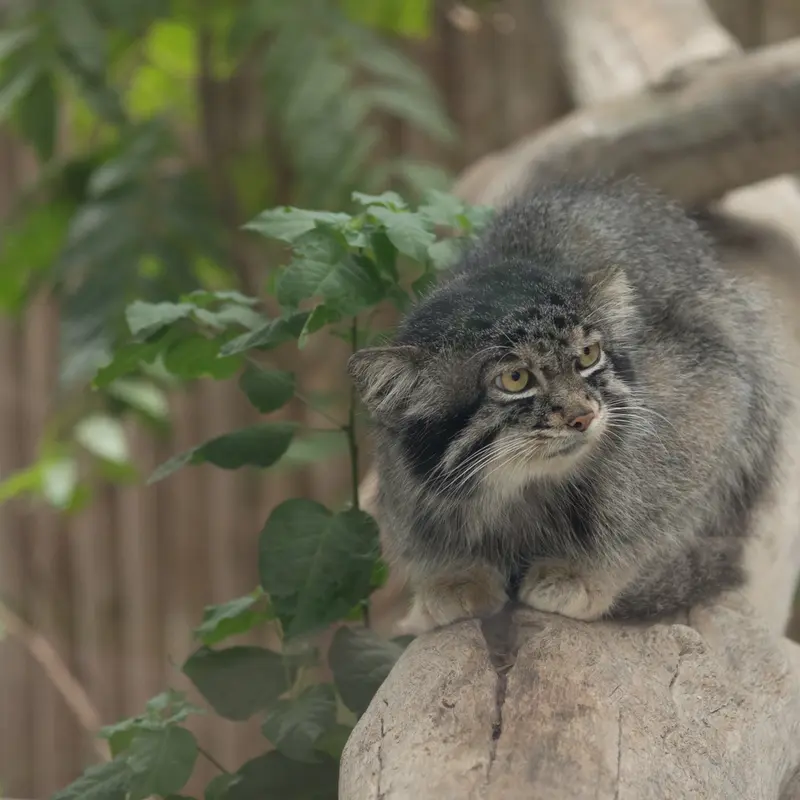 A photograph of Nar in Kobe Animal Kingdom