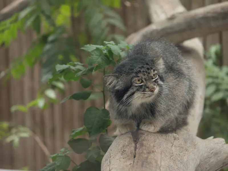 A photograph of Nar in Kobe Animal Kingdom