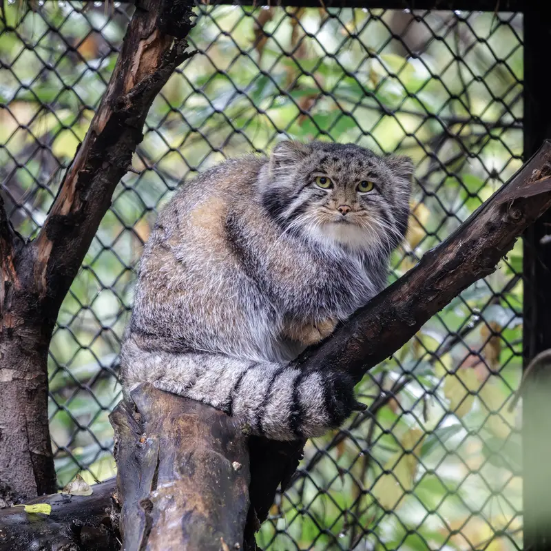 A photograph of Grey in Novosibirsk Zoo
