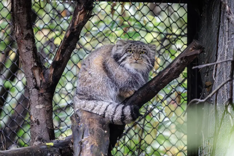 A photograph of Grey in Novosibirsk Zoo