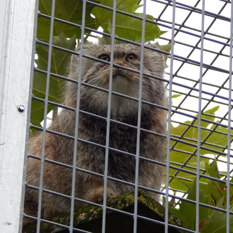 A photograph of Aldan in Zie-Zoo
