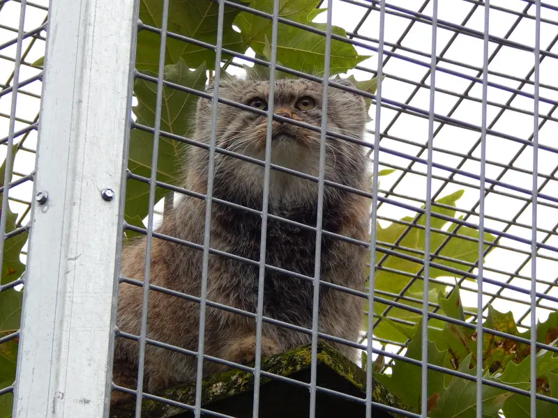 A photograph of Aldan in Zie-Zoo