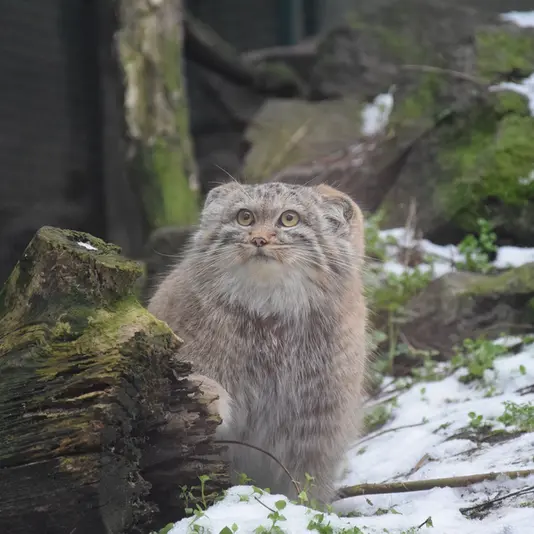 A photograph of Lucy in Budapest Zoo &amp; Botanical Garden