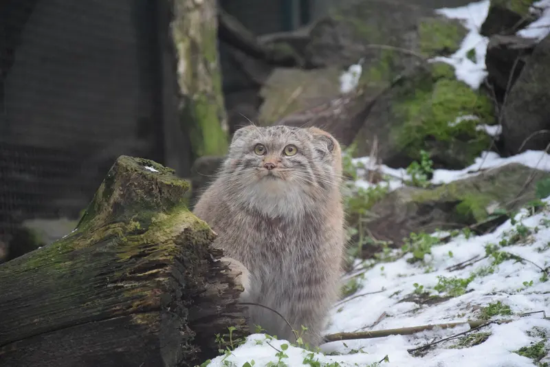 A photograph of Lucy in Budapest Zoo &amp; Botanical Garden