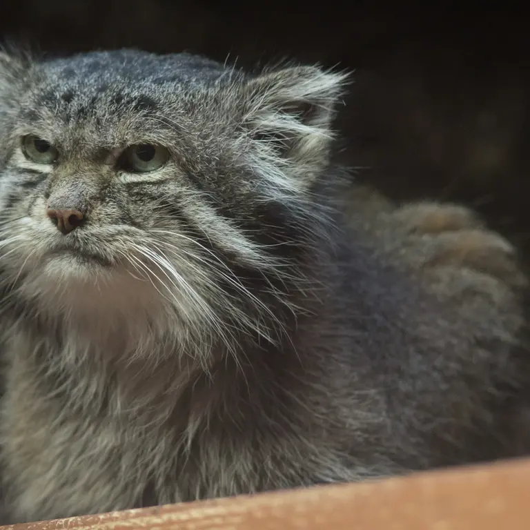 A photograph of Klyon in Ueno Zoological Gardens