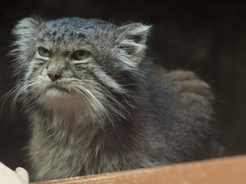 A photograph of Klyon in Ueno Zoological Gardens