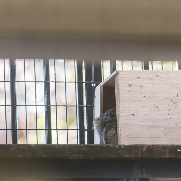 A photograph of Figa in Nogeyama Zoo