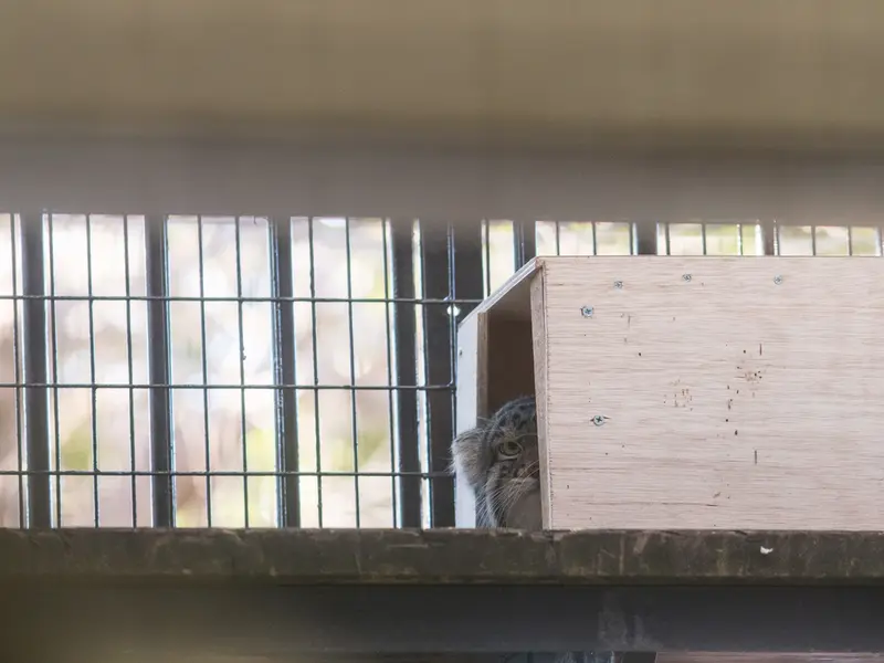 A photograph of Figa in Nogeyama Zoo