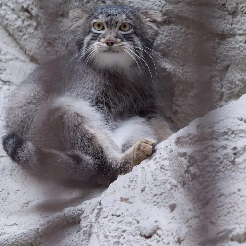 A photograph of Figa in Nogeyama Zoo
