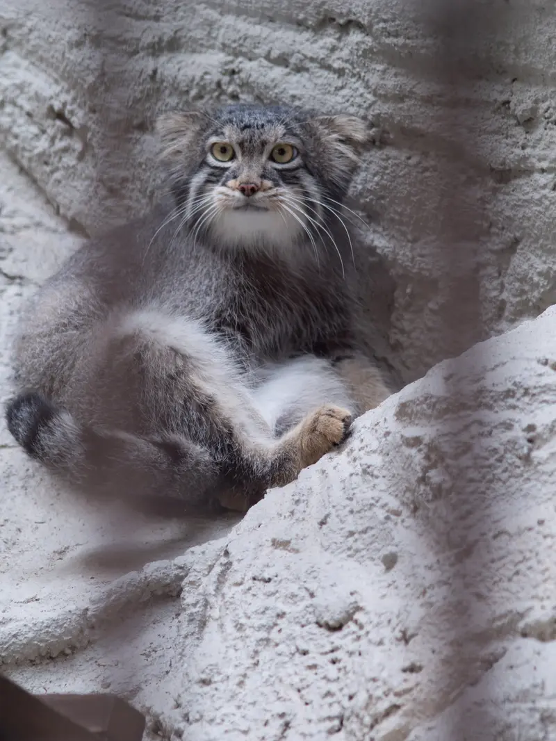 A photograph of Figa in Nogeyama Zoo