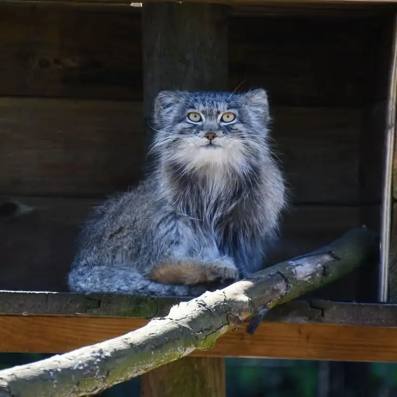 A photograph of a Pallas's cat in Bio-Topia Dunkerque