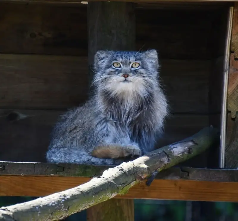 A photograph of a Pallas's cat in Bio-Topia Dunkerque