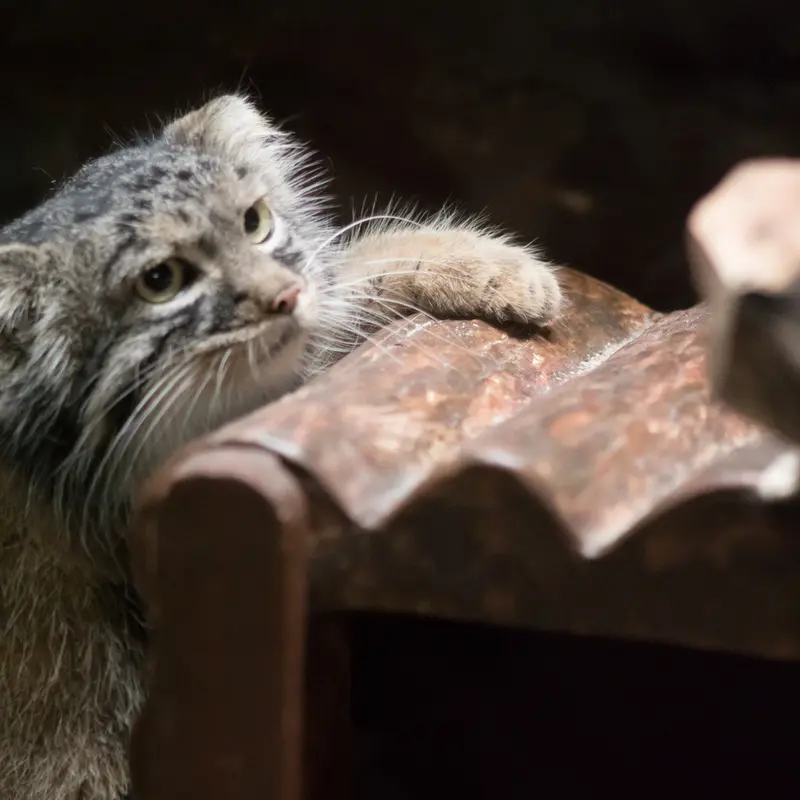 A photograph of Shafran in Ueno Zoological Gardens