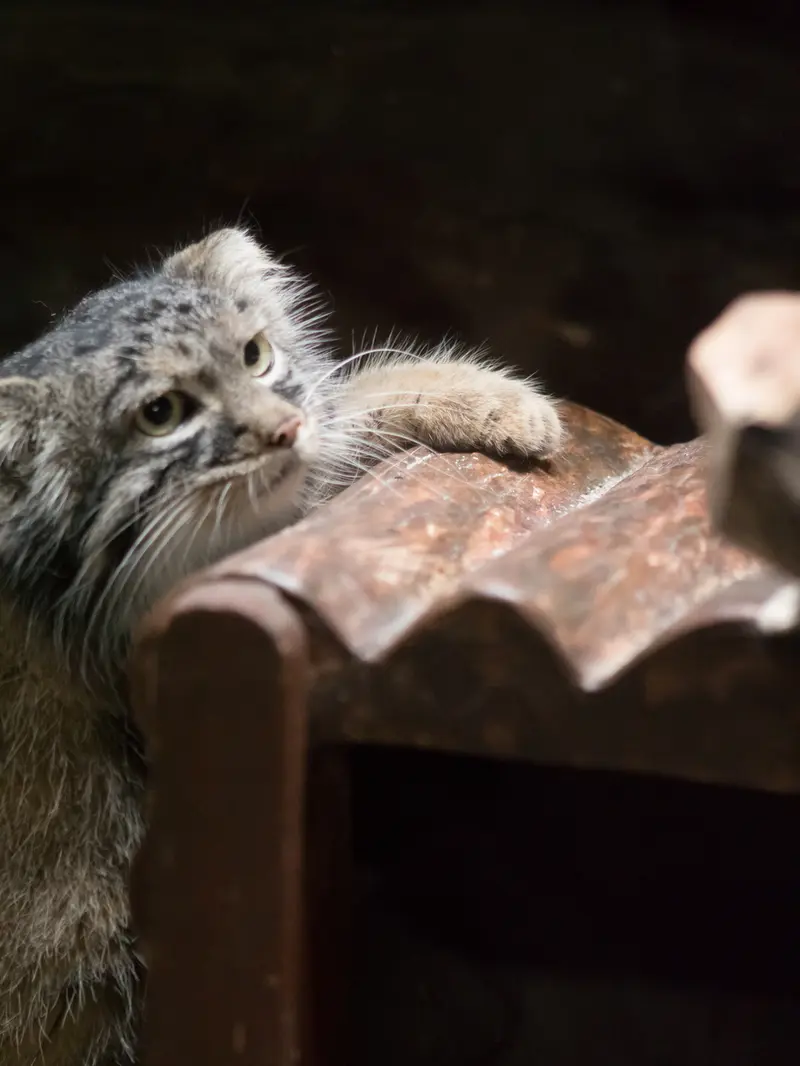 A photograph of Shafran in Ueno Zoological Gardens