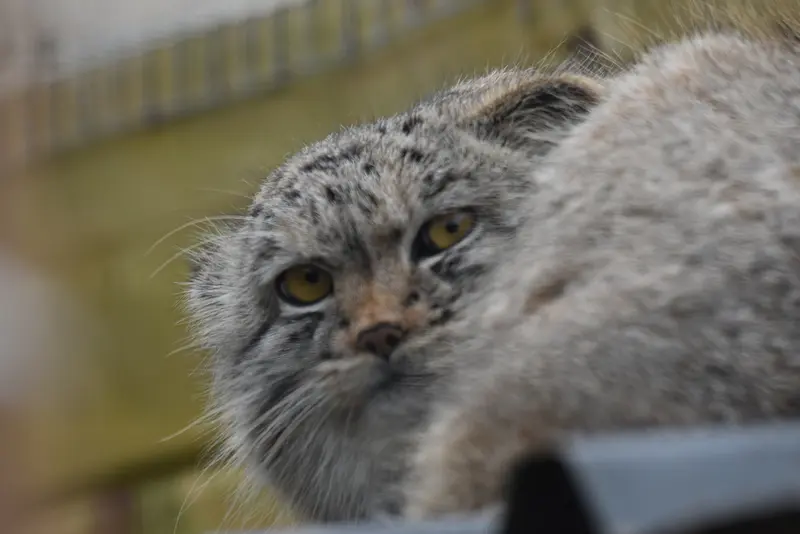A photograph of a Pallas's cat in The Lakeland Wildlife Oasis