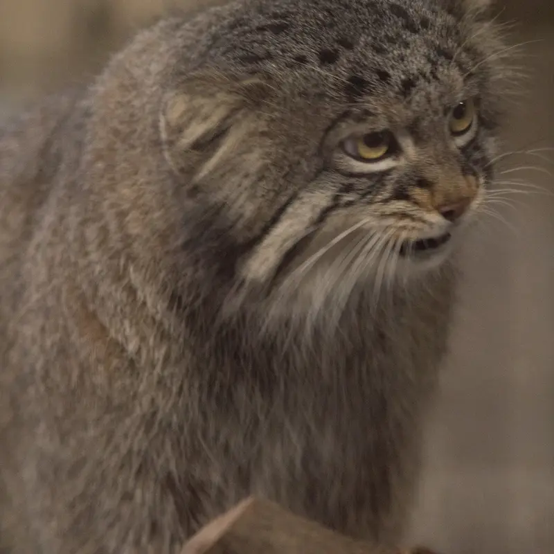 A photograph of Figa in Nogeyama Zoo