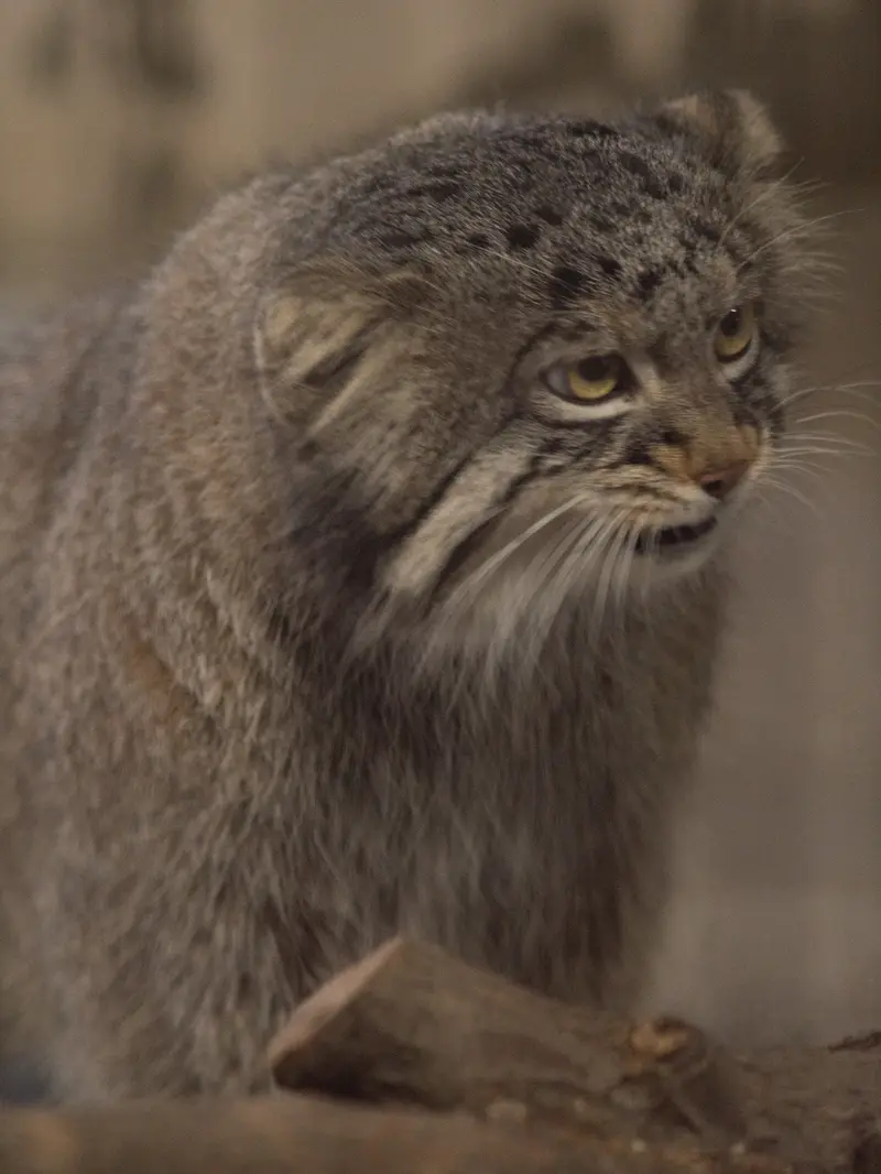 A photograph of Figa in Nogeyama Zoo