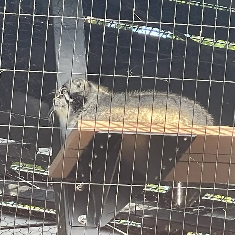 A photograph of Grusha in Asahiyama Zoo