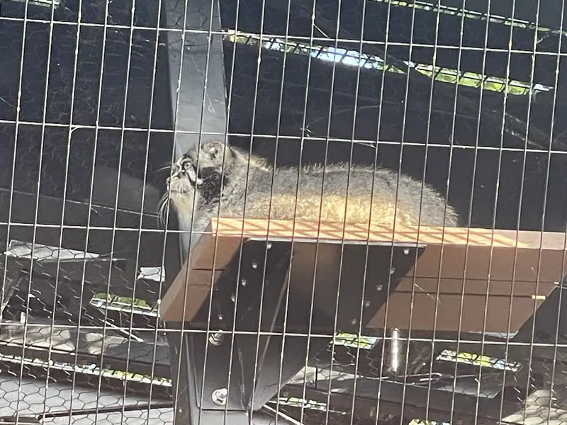A photograph of Grusha in Asahiyama Zoo