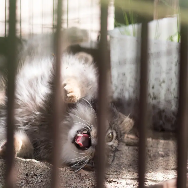 A photograph of Figa in Nogeyama Zoo
