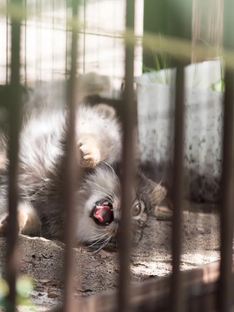 A photograph of Figa in Nogeyama Zoo