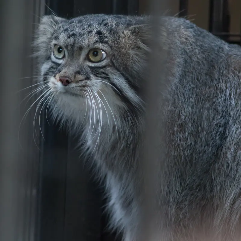A photograph of Figa in Nogeyama Zoo