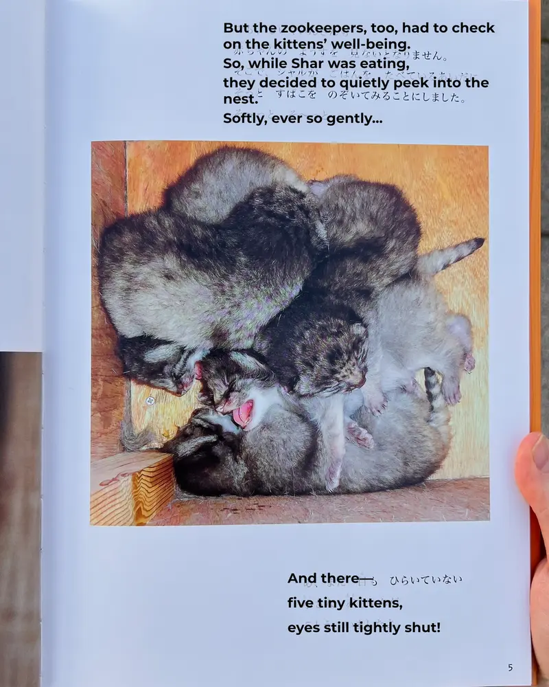 A photograph of a Pallas's cat