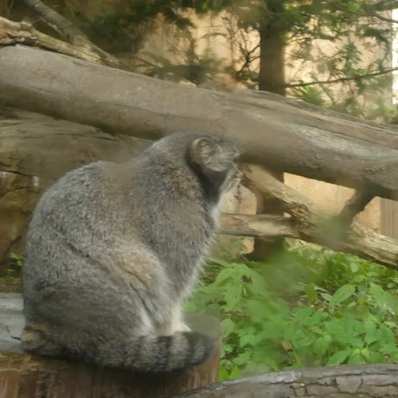 A photograph of Abrikos in Nasu Animal Kingdom