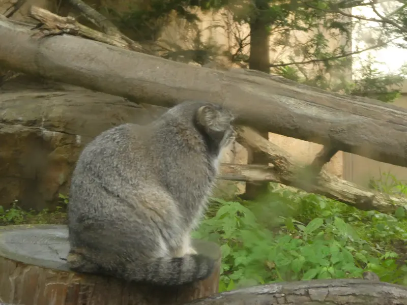 A photograph of Abrikos in Nasu Animal Kingdom