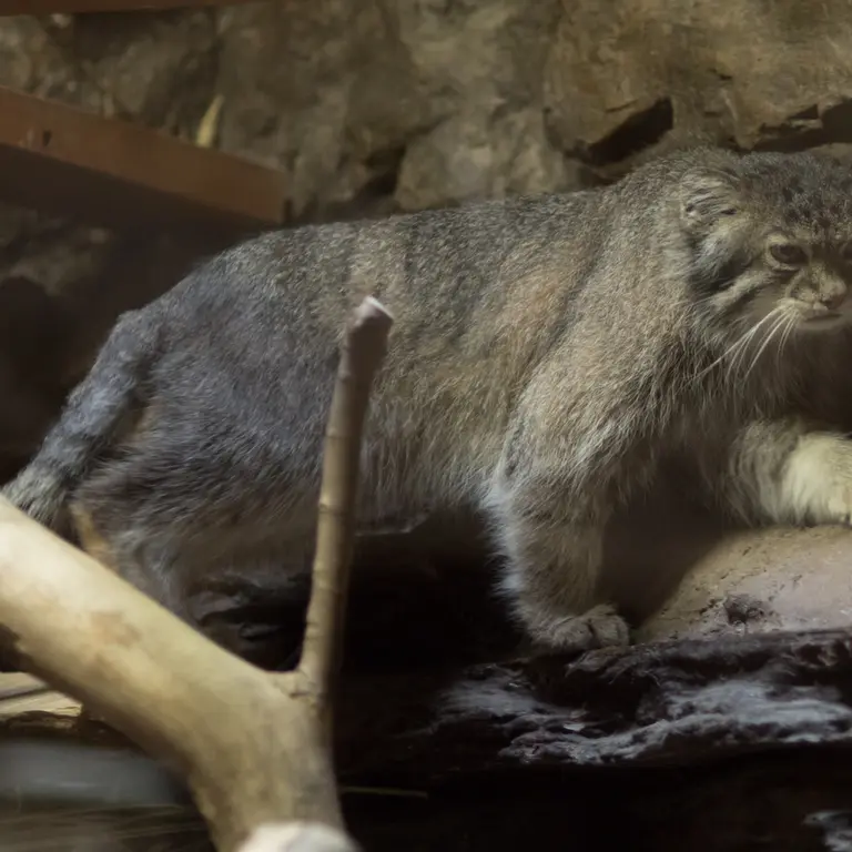 A photograph of Klyon in Ueno Zoological Gardens