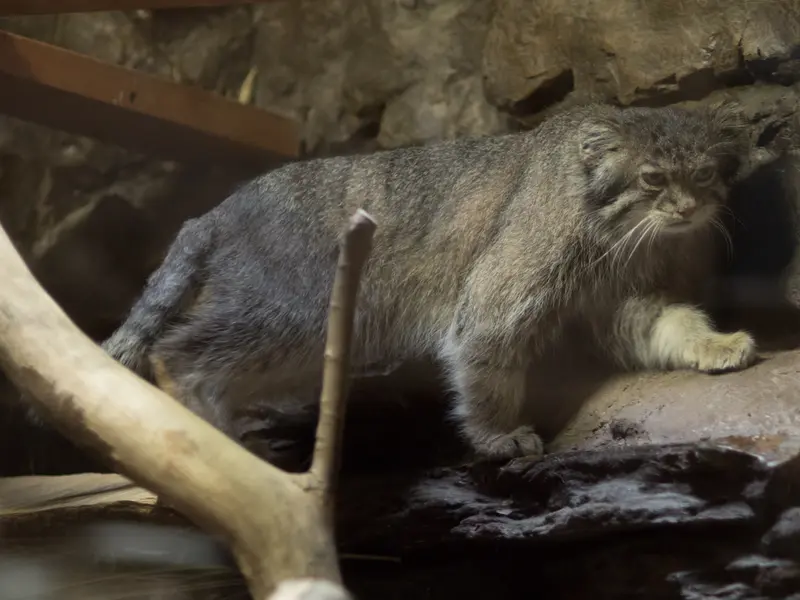 A photograph of Klyon in Ueno Zoological Gardens