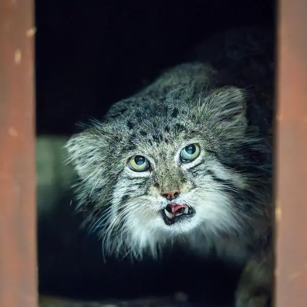 A photograph of Klyon in Ueno Zoological Gardens